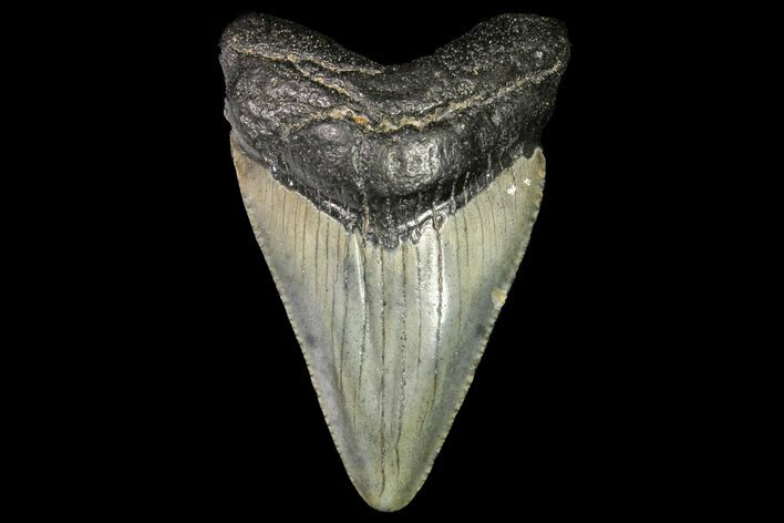 Juvenile Megalodon Tooth - Georgia #115615